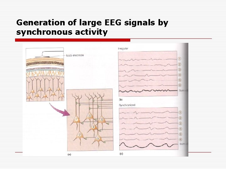 Generation of large EEG signals by synchronous activity 