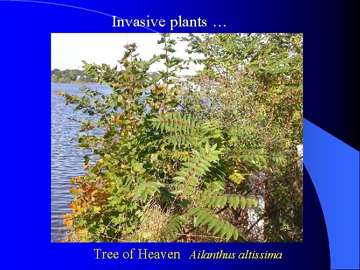 Invasive plants … Tree of Heaven Ailanthus altissima 