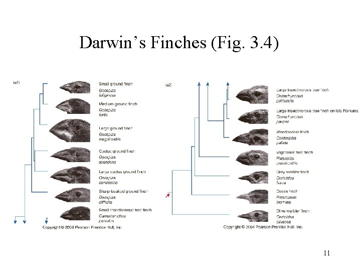 Darwin’s Finches (Fig. 3. 4) 11 