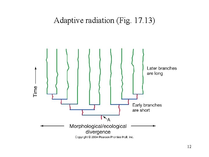 Adaptive radiation (Fig. 17. 13) 12 