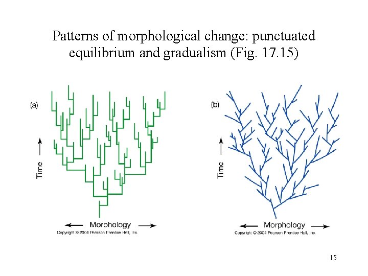 Patterns of morphological change: punctuated equilibrium and gradualism (Fig. 17. 15) 15 