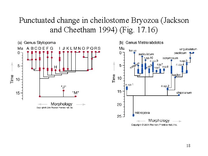 Punctuated change in cheilostome Bryozoa (Jackson and Cheetham 1994) (Fig. 17. 16) 18 