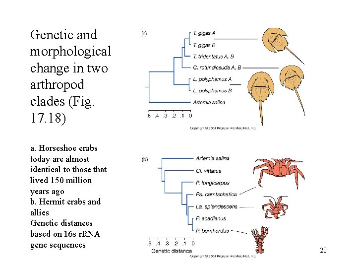 Genetic and morphological change in two arthropod clades (Fig. 17. 18) a. Horseshoe crabs