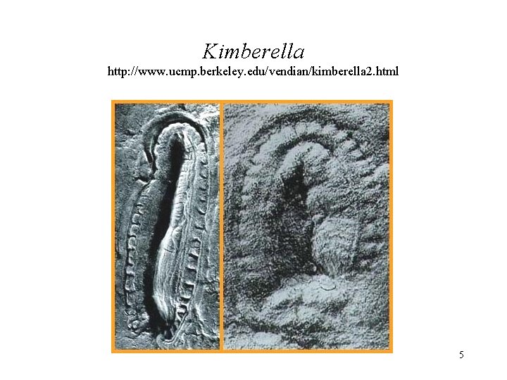 Kimberella http: //www. ucmp. berkeley. edu/vendian/kimberella 2. html 5 