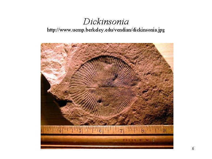 Dickinsonia http: //www. ucmp. berkeley. edu/vendian/dickinsonia. jpg 6 