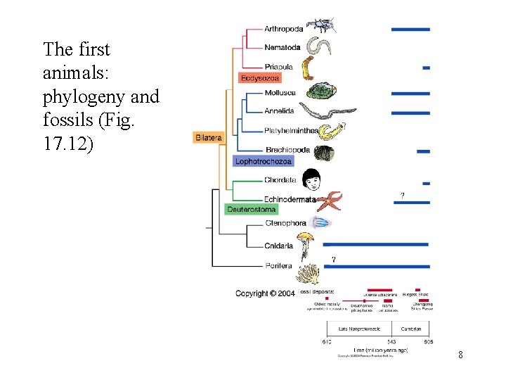 The first animals: phylogeny and fossils (Fig. 17. 12) 8 