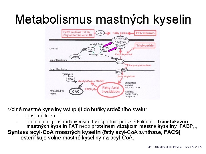 Metabolismus mastných kyselin Volné mastné kyseliny vstupují do buňky srdečního svalu: – – pasivní