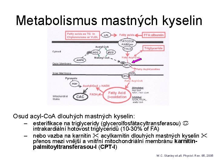 Metabolismus mastných kyselin Osud acyl-Co. A dlouhých mastných kyselin: – esterifikace na triglyceridy (glycerolfosfátacyltransferasou)