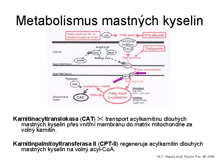 Metabolismus mastných kyselin Karnitinacyltranslokasa (CAT) transport acylkarnitinu dlouhých mastných kyselin přes vnitřní membránu do