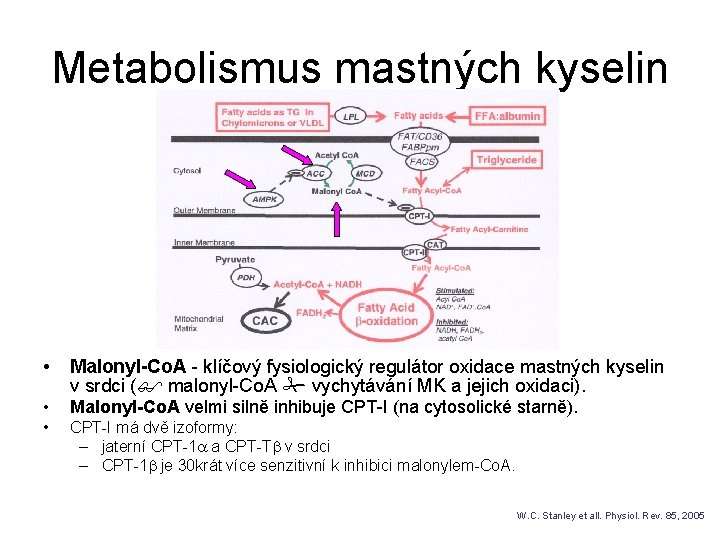 Metabolismus mastných kyselin • Malonyl-Co. A - klíčový fysiologický regulátor oxidace mastných kyselin v