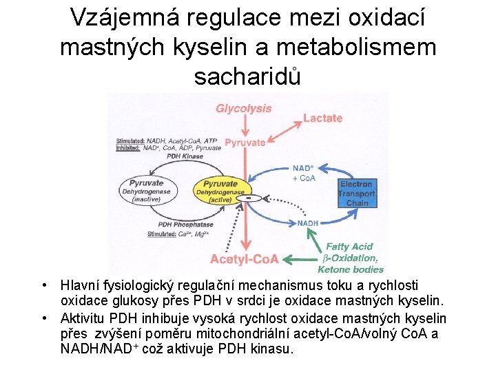 Vzájemná regulace mezi oxidací mastných kyselin a metabolismem sacharidů • Hlavní fysiologický regulační mechanismus