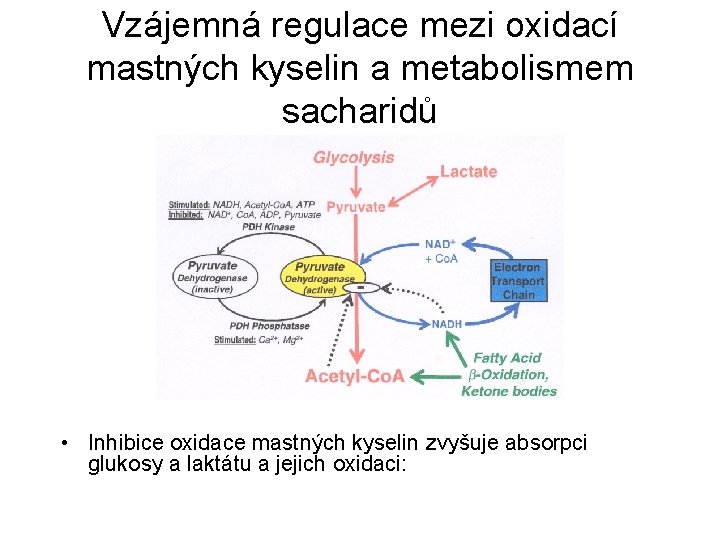 Vzájemná regulace mezi oxidací mastných kyselin a metabolismem sacharidů • Inhibice oxidace mastných kyselin
