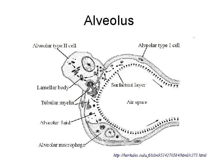 Alveolus http: //herkules. oulu. fi/isbn 9514270584/html/c 273. html 