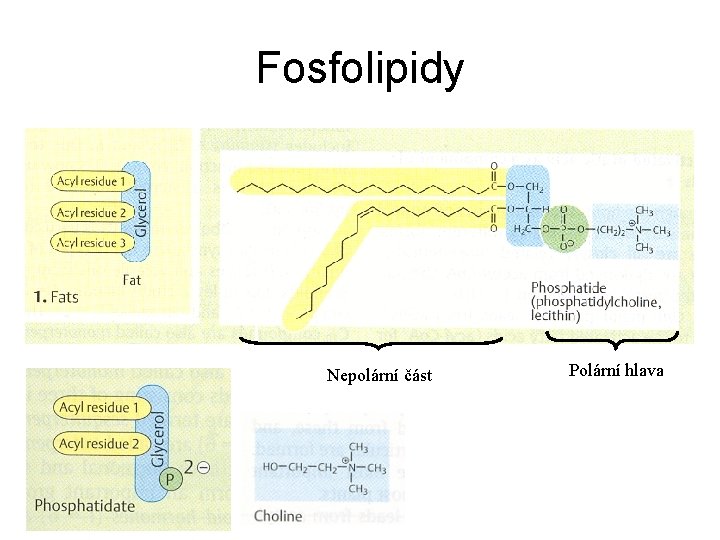 Fosfolipidy Nepolární část Polární hlava 