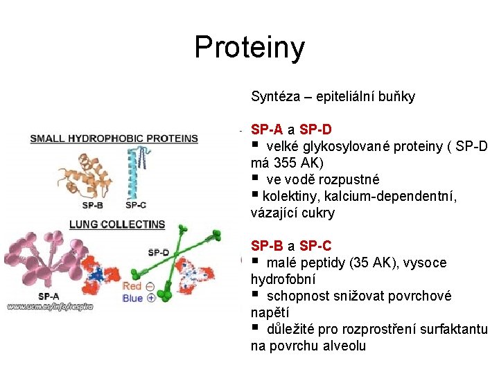 Proteiny Syntéza – epiteliální buňky SP-A a SP-D § velké glykosylované proteiny ( SP-D