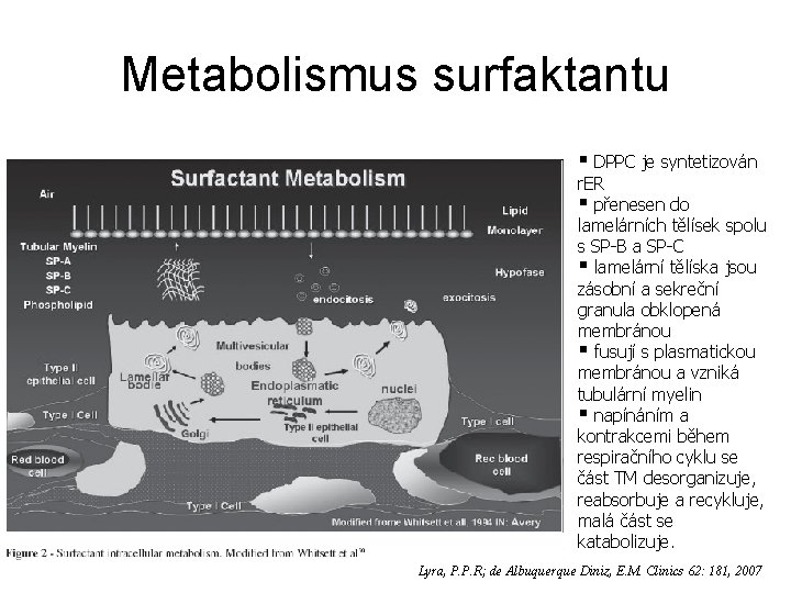 Metabolismus surfaktantu § DPPC je syntetizován r. ER § přenesen do lamelárních tělísek spolu