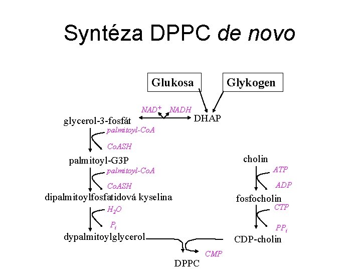 Syntéza DPPC de novo Glukosa NAD+ NADH glycerol-3 -fosfát Glykogen DHAP palmitoyl-Co. ASH cholin