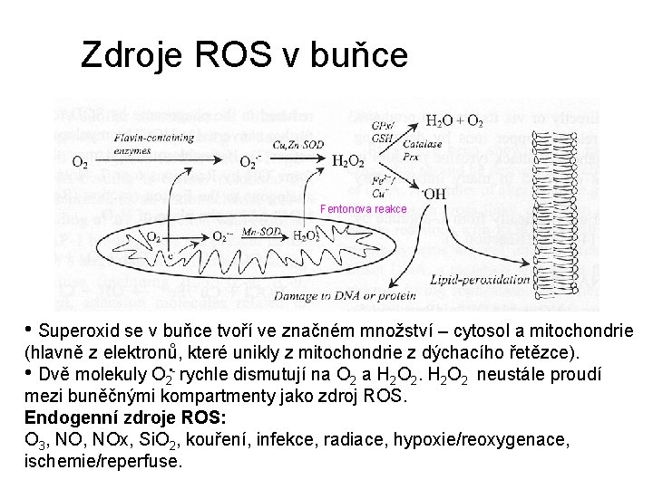 Zdroje ROS v buňce Fentonova reakce • Superoxid se v buňce tvoří ve značném