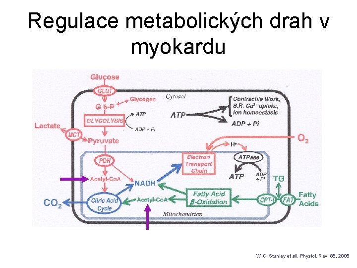 Regulace metabolických drah v myokardu W. C. Stanley et all. Physiol. Rev. 85, 2005
