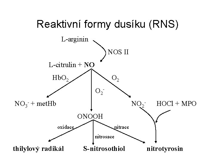 Reaktivní formy dusíku (RNS) L-arginin NOS II L-citrulin + NO Hb. O 2 O