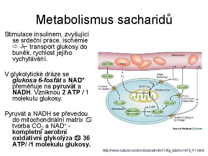 Metabolismus sacharidů Stimulace insulinem, zvyšující se srdeční práce, ischémie transport glukosy do buněk, rychlost