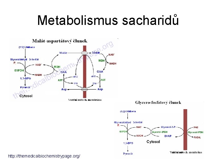 Metabolismus sacharidů http: //themedicalbiochemistrypage. org/ 