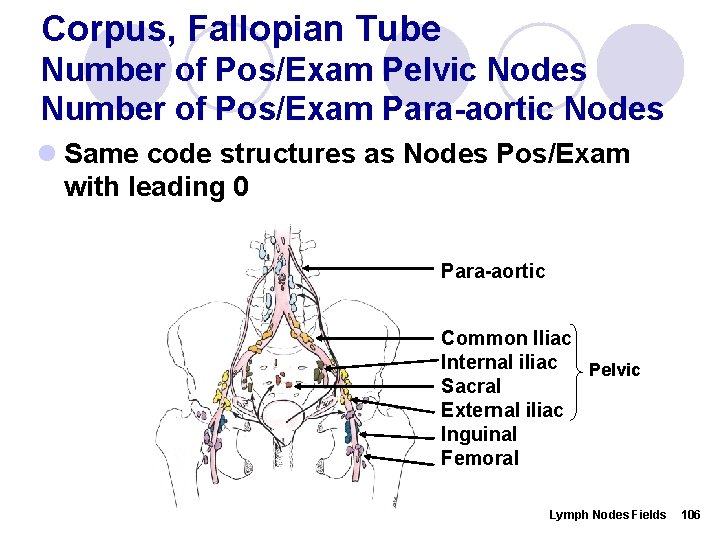 Corpus, Fallopian Tube Number of Pos/Exam Pelvic Nodes Number of Pos/Exam Para-aortic Nodes l