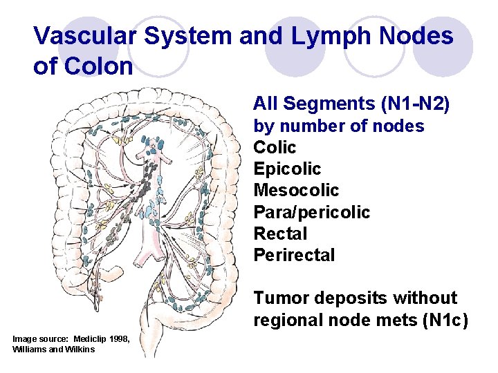 Vascular System and Lymph Nodes of Colon All Segments (N 1 -N 2) by