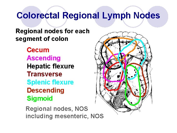 Colorectal Regional Lymph Nodes Regional nodes for each segment of colon Cecum Ascending Hepatic