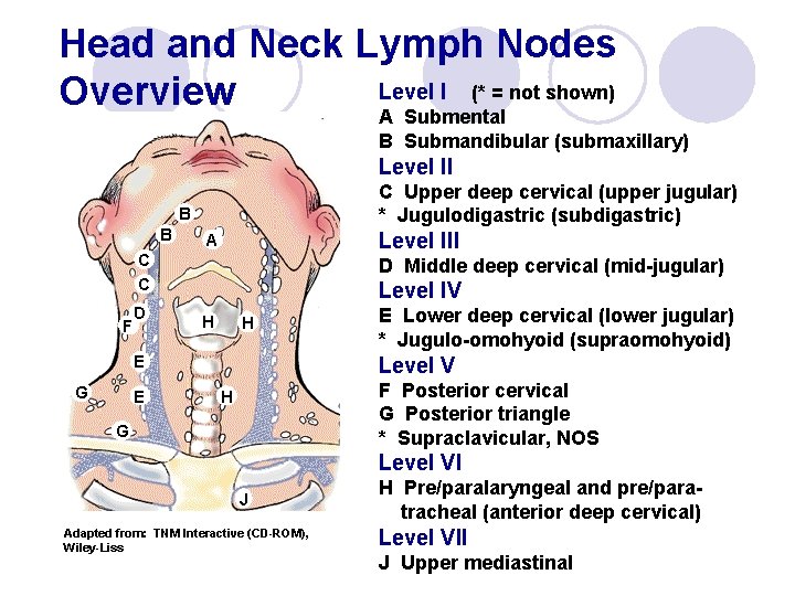 Head and Neck Lymph Nodes Level I (* = not shown) Overview A Submental