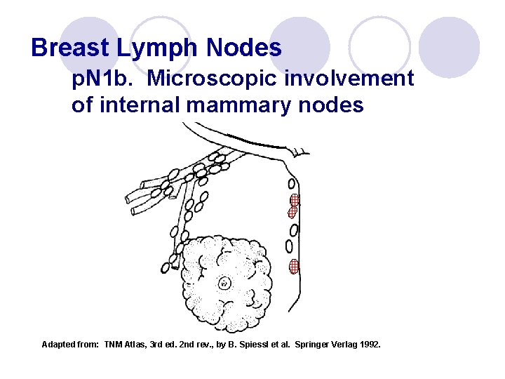 Breast Lymph Nodes p. N 1 b. Microscopic involvement of internal mammary nodes Adapted