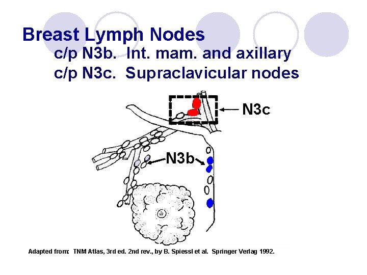 Breast Lymph Nodes c/p N 3 b. Int. mam. and axillary c/p N 3