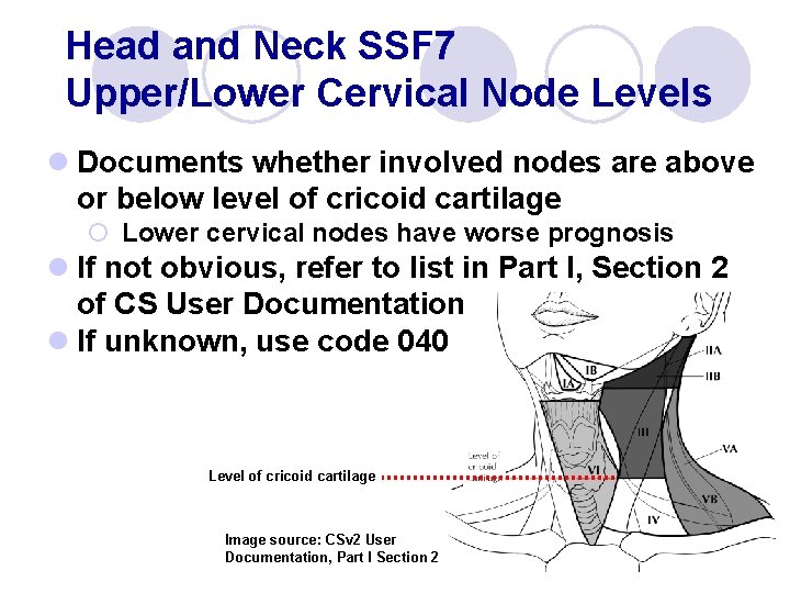Head and Neck SSF 7 Upper/Lower Cervical Node Levels l Documents whether involved nodes