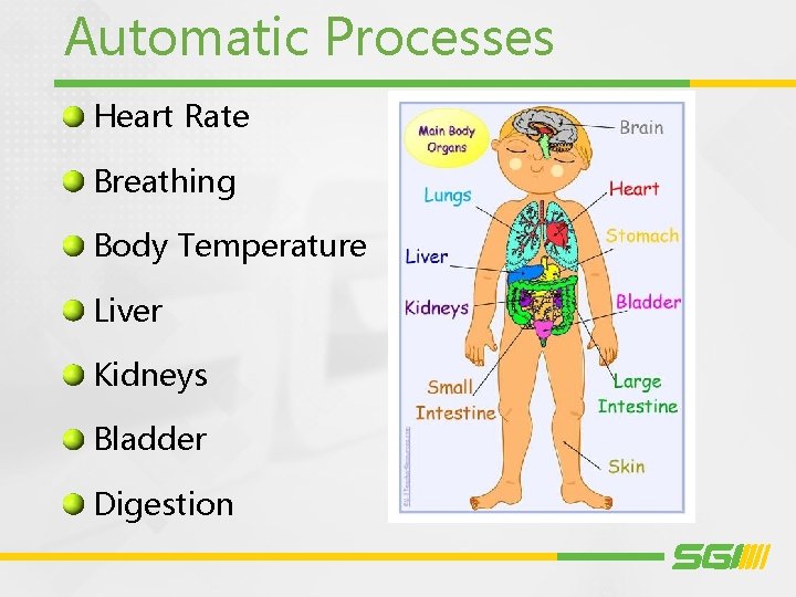 Automatic Processes Heart Rate Breathing Body Temperature Liver Kidneys Bladder Digestion 