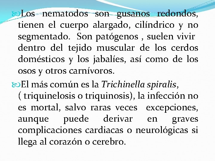  Los nematodos son gusanos redondos, tienen el cuerpo alargado, cilíndrico y no segmentado.