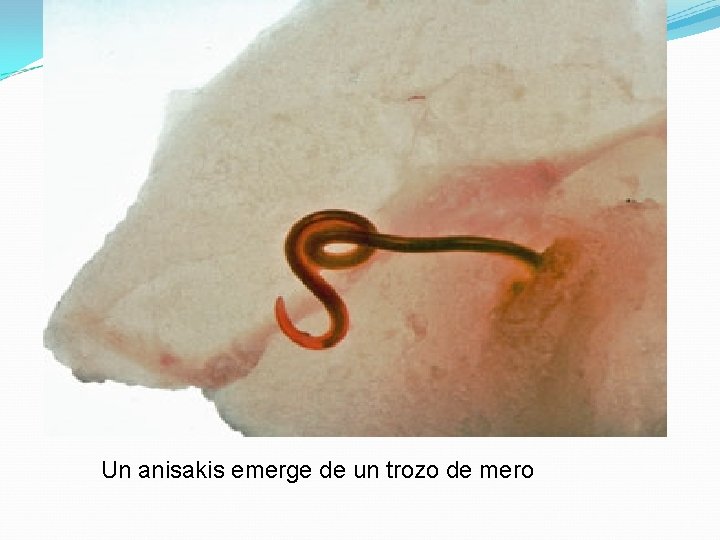 Un anisakis emerge de un trozo de mero 