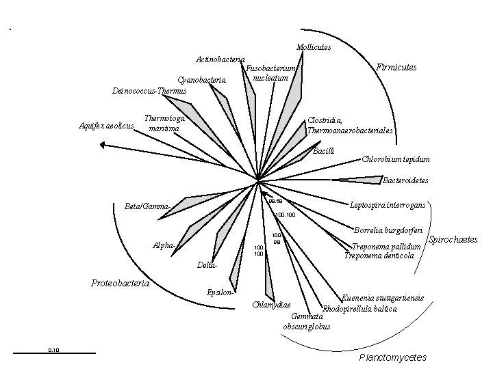 Mollicutes Actinobacteria Cyanobacteria Deinococcus-Thermus Aquifex aeolicus Firmicutes Fusobacterium nucleatum Thermotoga maritima Clostridia, Thermoanaerobacteriales Bacilli