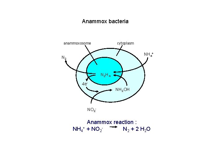 Anammox bacteria anammoxosome cytoplasm NH 4+ N 2 H 4 4 e. NH 2