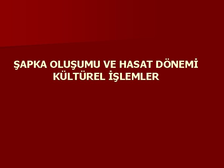 ŞAPKA OLUŞUMU VE HASAT DÖNEMİ KÜLTÜREL İŞLEMLER 