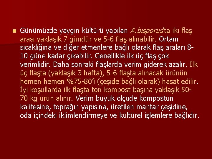 n Günümüzde yaygın kültürü yapılan A. bisporus’ta iki flaş arası yaklaşık 7 gündür ve