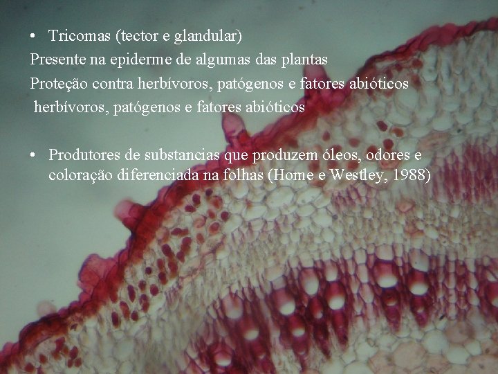  • Tricomas (tector e glandular) Presente na epiderme de algumas das plantas Proteção