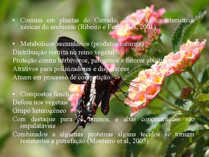  • Comum em plantas do Cerrado, devido as características xéricas do ambiente (Ribeiro