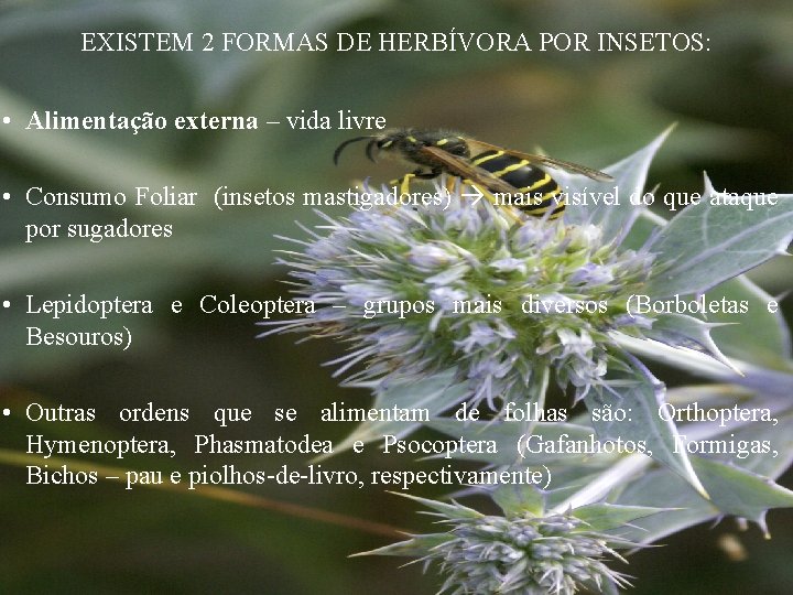 EXISTEM 2 FORMAS DE HERBÍVORA POR INSETOS: • Alimentação externa – vida livre •