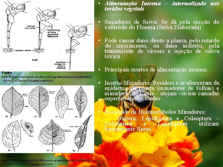  • Alimentação Interna – internalizada nos tecidos vegetais • Sugadores de Seiva: Se