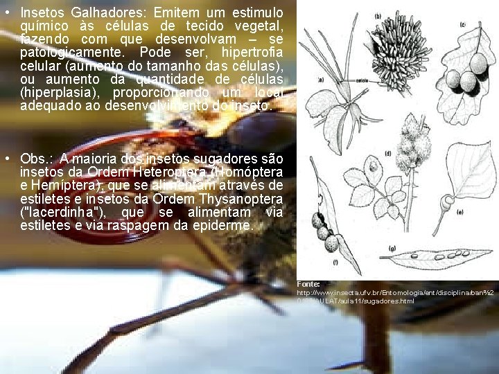  • Insetos Galhadores: Emitem um estimulo químico às células de tecido vegetal, fazendo