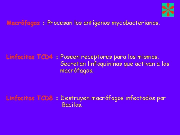 Macrófagos : Procesan los antígenos mycobacterianos. Linfocitos TCD 4 : Poseen receptores para los