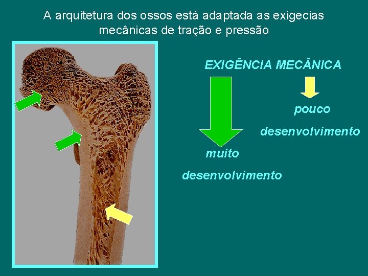 A arquitetura dos ossos está adaptada as exigecias mecânicas de tração e pressão EXIGÊNCIA