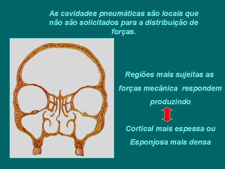 As cavidades pneumáticas são locais que não solicitados para a distribuição de forças. Regiões