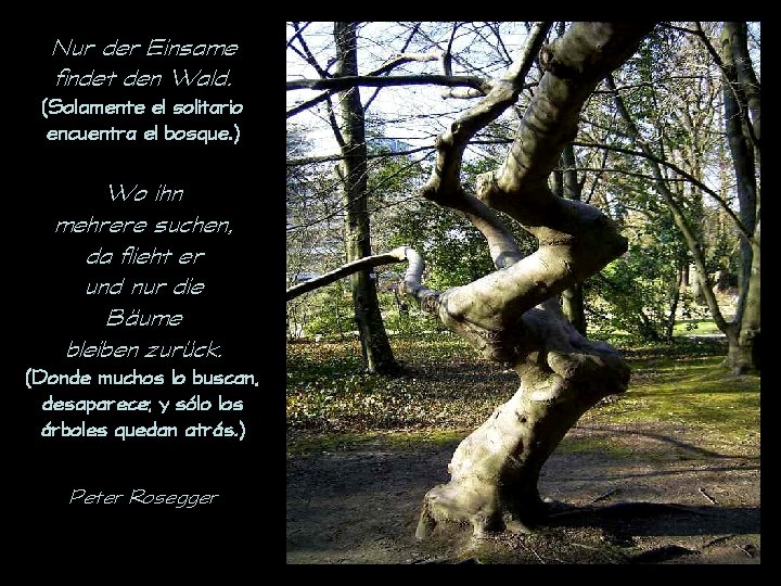 Nur der Einsame findet den Wald. (Solamente el solitario encuentra el bosque. ) Wo