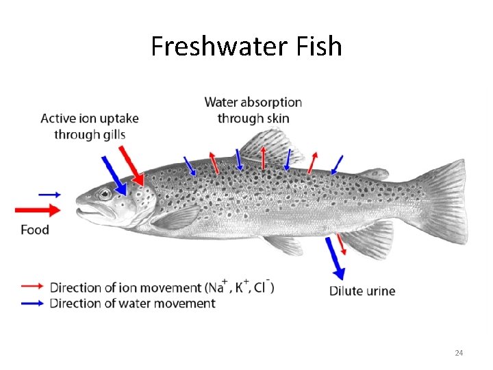 Freshwater Fish 24 